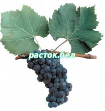 Левокумский ,сорт винограда